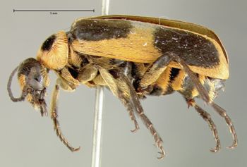Media type: image;   Entomology 5095 Aspect: habitus lateral view